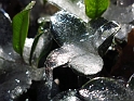 DFW-IcePocalypse-2013_Thaw (139)